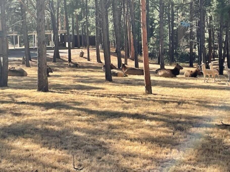 Perk Canyon Hidden Acres-Hot Tub-Gas Fireplace Ruidoso Extérieur photo